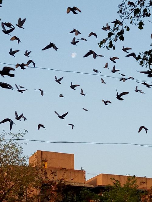 Free stock photo of freedom, moon Stock Photo