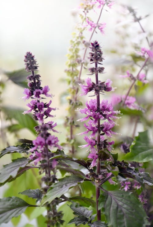 Free Blooming Purple Flowers Stock Photo