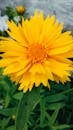 Yellow Flower in Green Stem