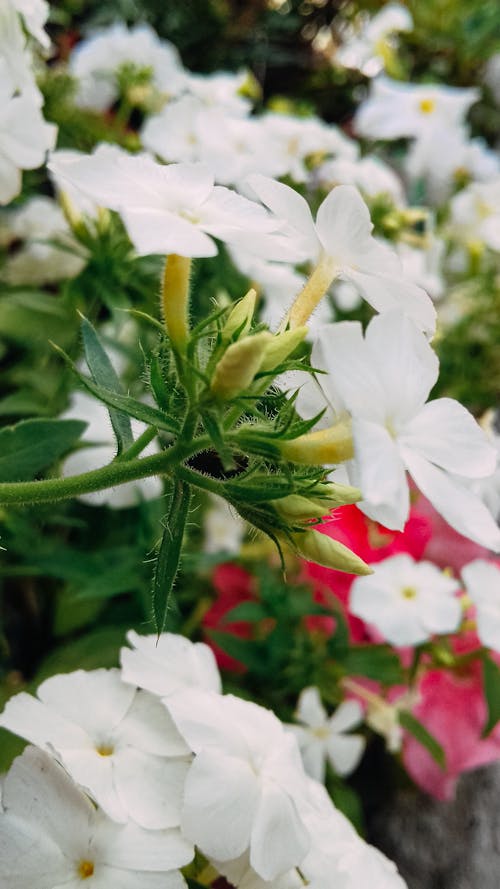 White Phlox Drummondii Flowers in Bloom