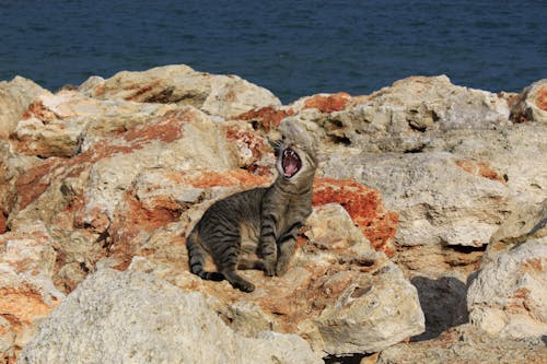 Cat Lying on Rocks Yawning 