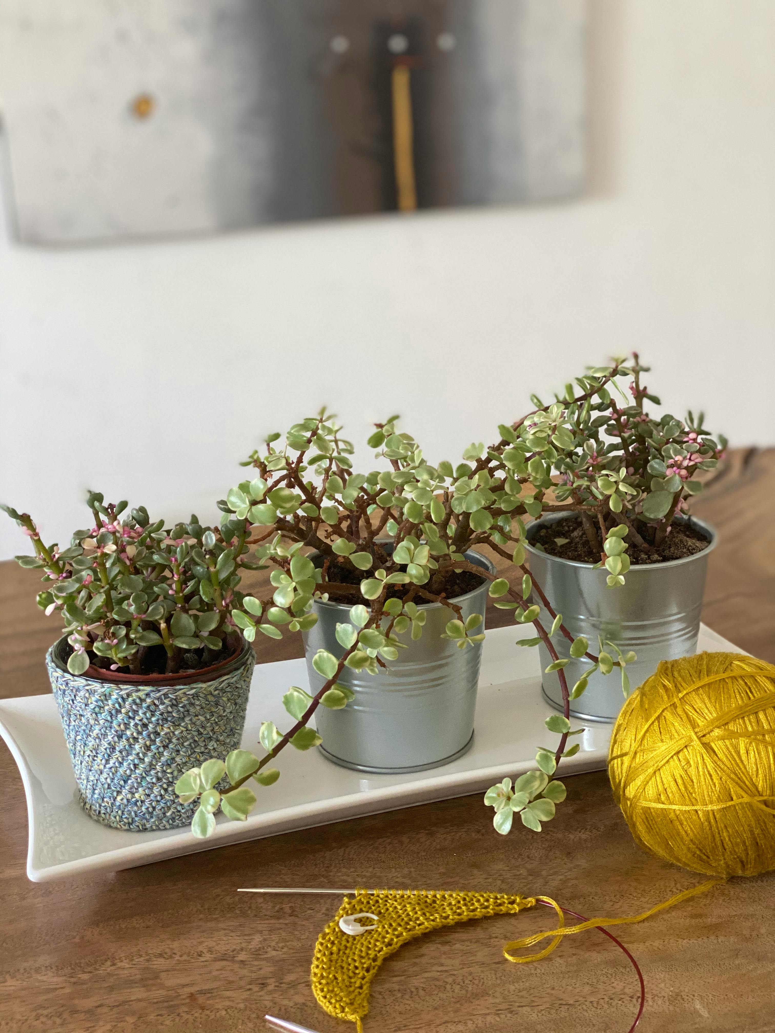 室内布置舒适，锅里养着多肉植物，木桌上放着编织材料