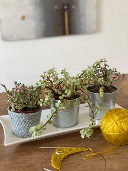 室内布置舒适，锅里养着多肉植物，木桌上放着编织材料