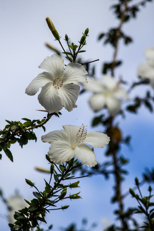 Foto profissional grátis de árvore, aumento, bokeh