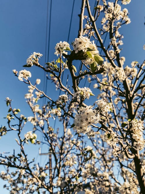 Gratis lagerfoto af hvide blomster, kirsebærblomster