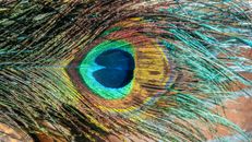 Green Brown and Blue Peacock Feather