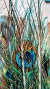 Blue and Brown Peacock Feather