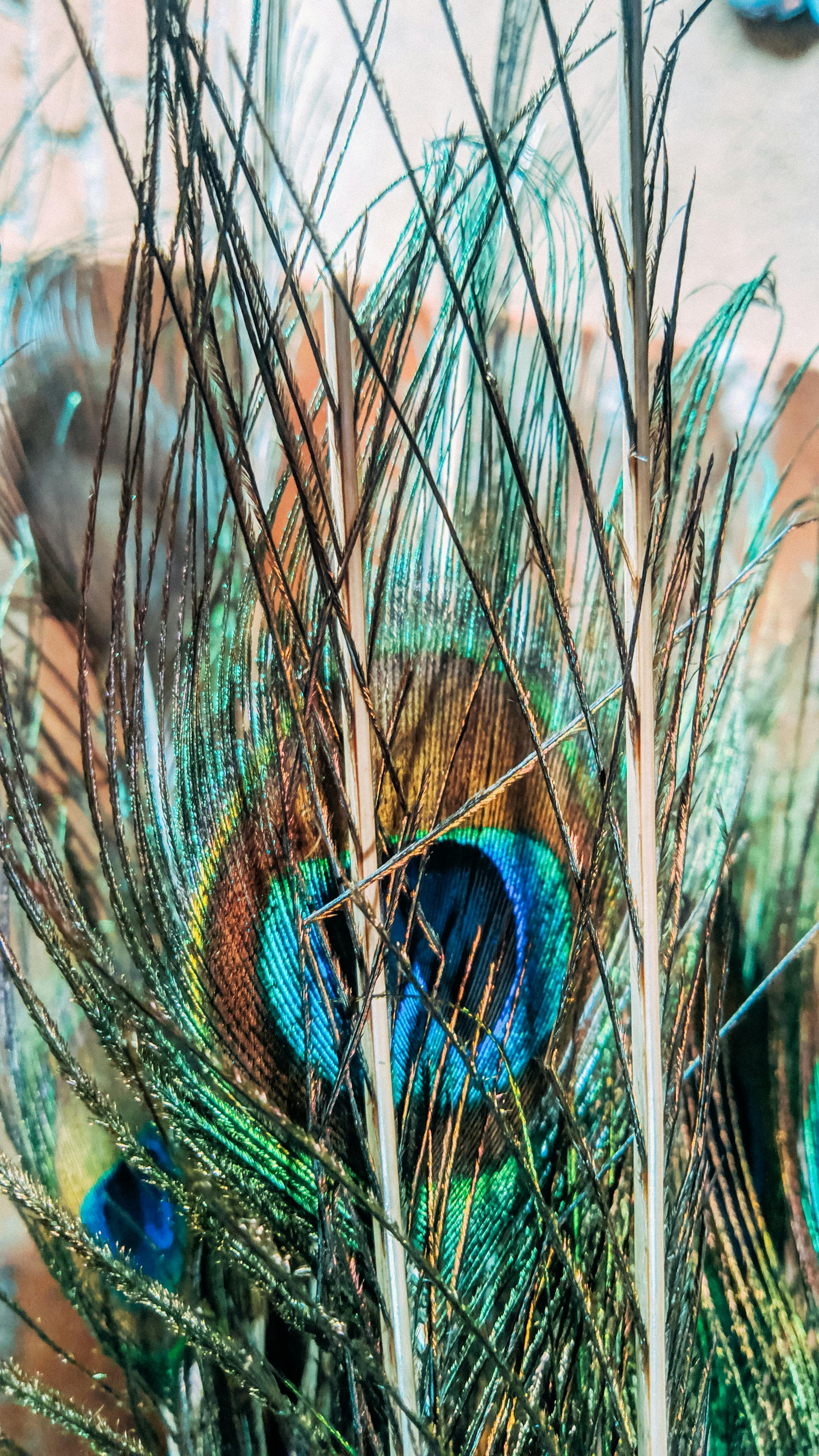 Peacock Feathers Mobile Wallpaper Photos, Download The BEST Free Peacock Feathers Mobile Wallpaper Stock Photos & HD Images Peacock Feathers Mobile Wallpaper Photos, Download The BEST Free Peacock Feathers Mobile Wallpaper Stock Photos & HD Images