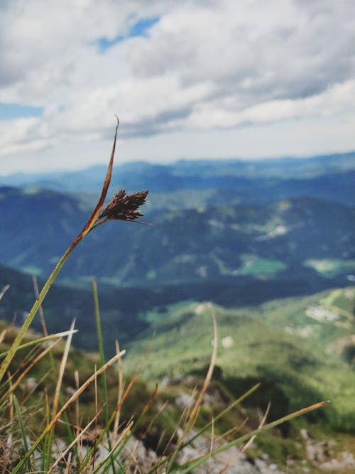 天性, 奧地利, 山 的 免费素材图片