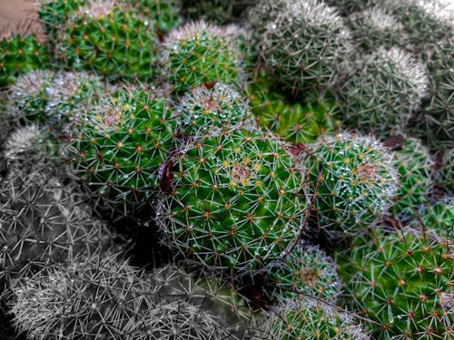 Free stock photo of arizona, cacti, cactus