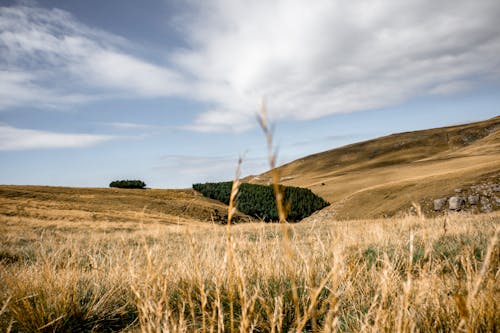 Základová fotografie zdarma na téma hnědá tráva, kopec, modrá obloha