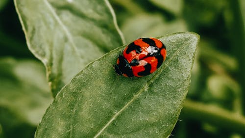 Free Red and Black Ladybug on Green Leaf Stock Photo
