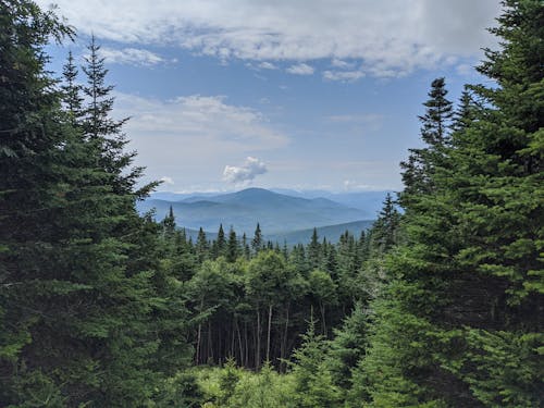 Evergreen Trees in the Mountain Forest