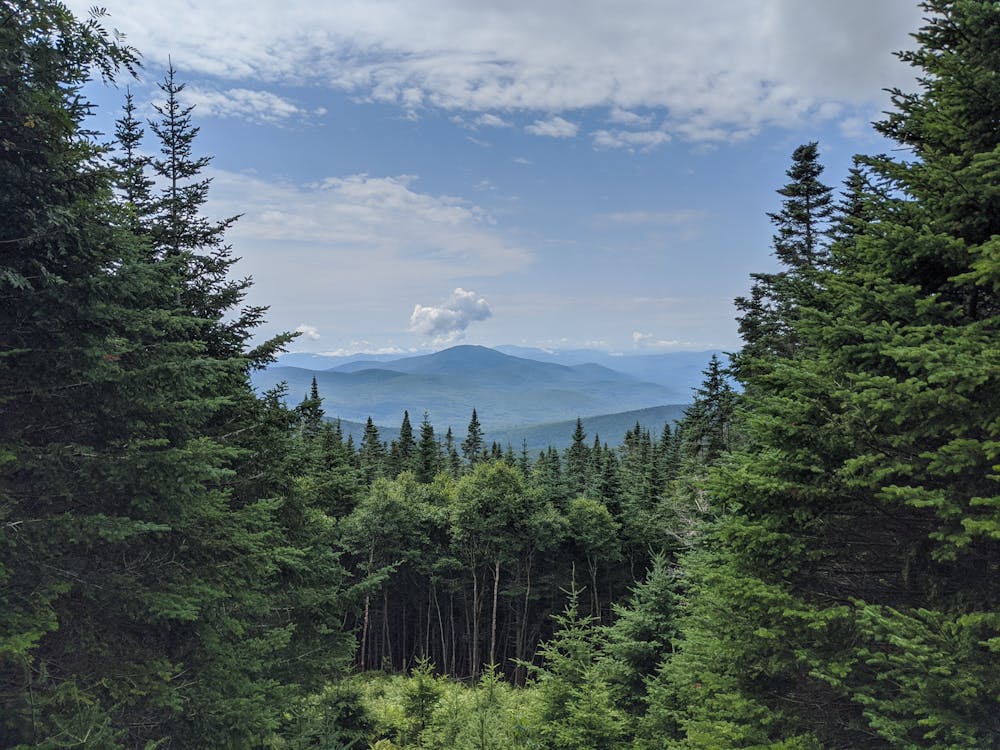 Evergreen Trees in the Mountain Forest