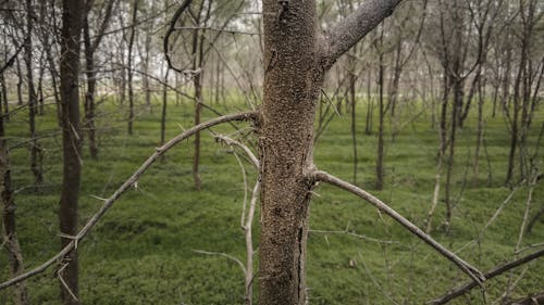 ağaç gövdesi, ağaçlar, çevre içeren Ücretsiz stok fotoğraf
