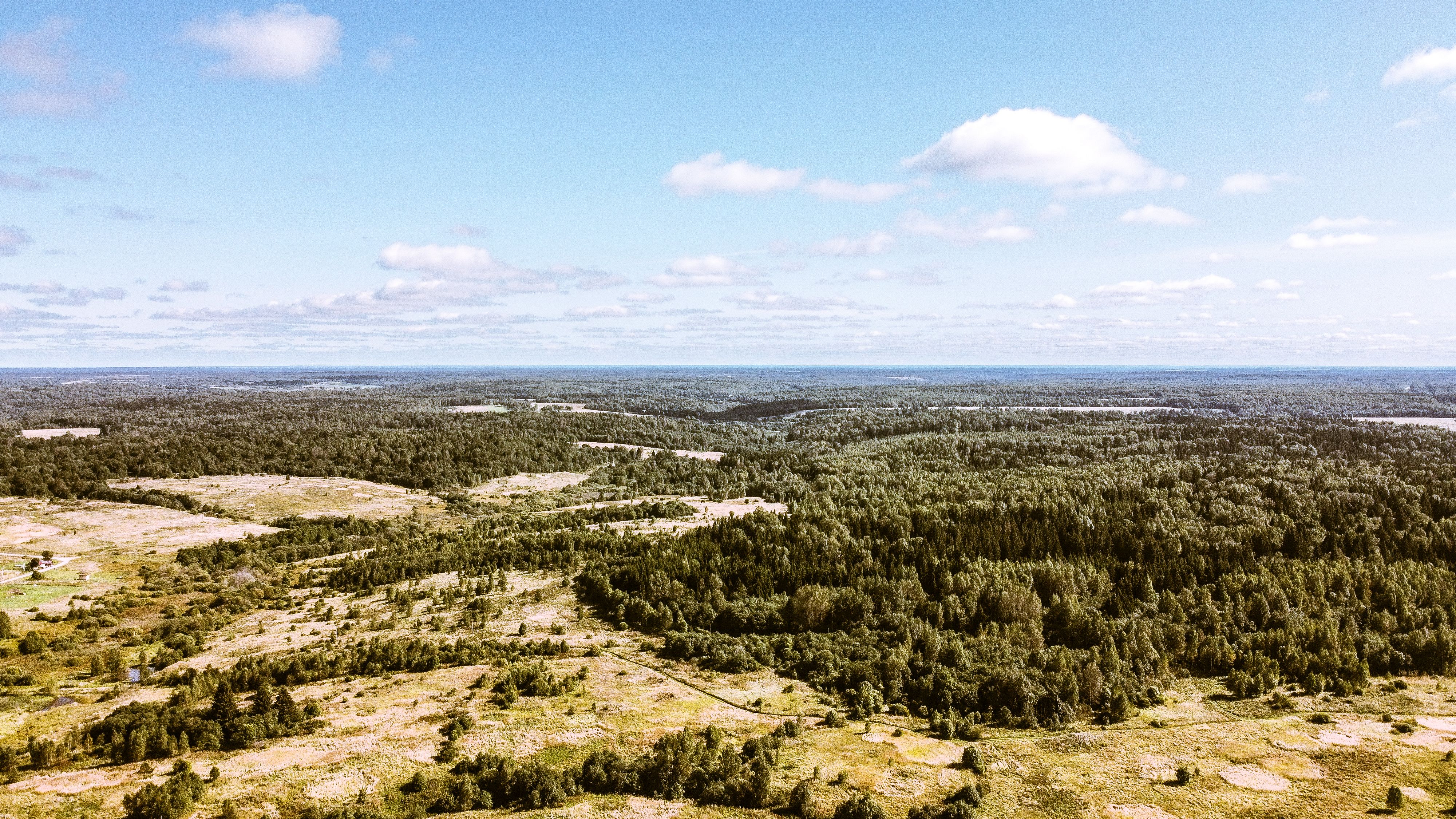 Skovlandskab med dis i horisonten