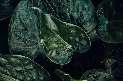 Free Water Droplets on Dark Green Leaves Stock Photo