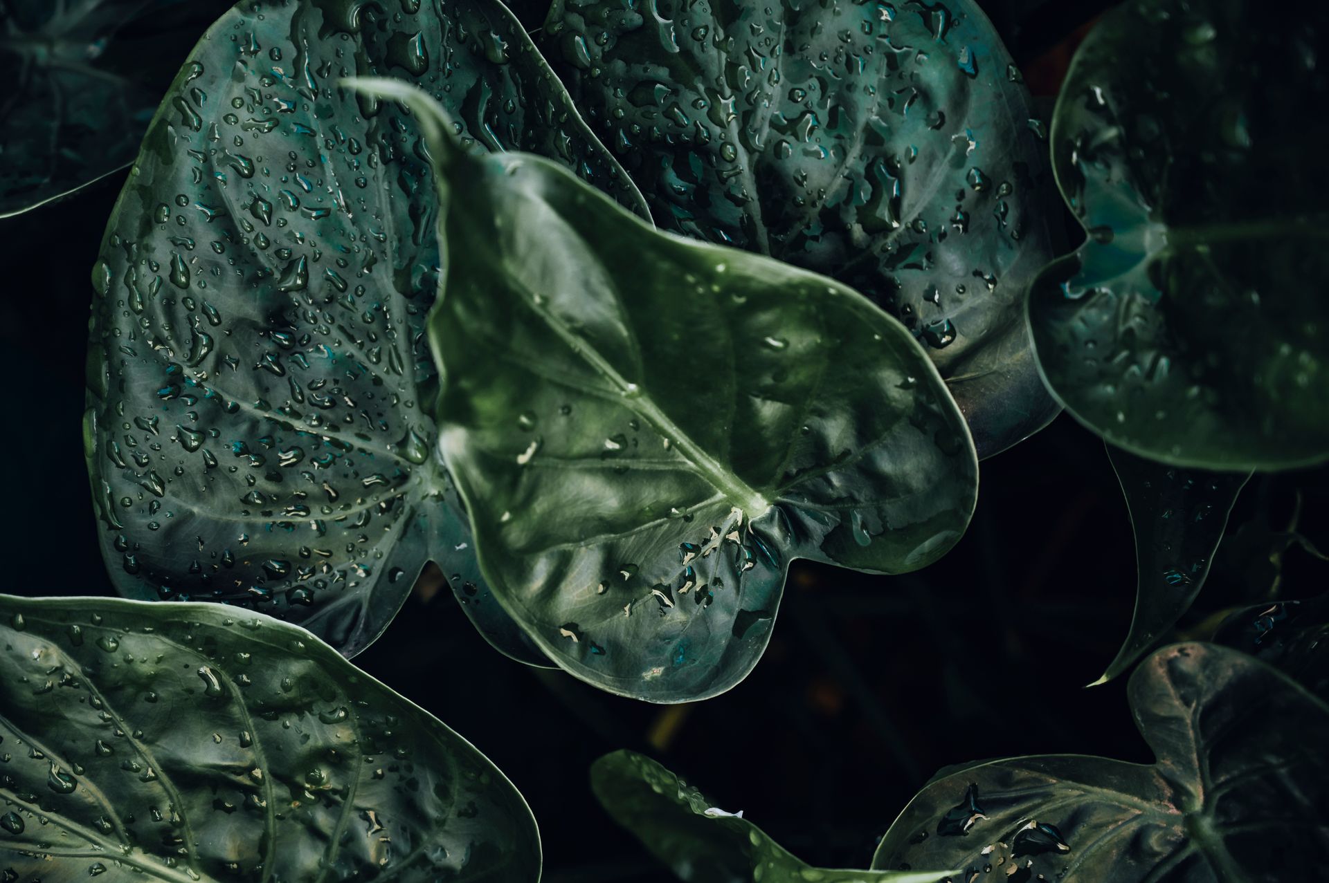 Close-up of rain-kissed, lush green Alocasia leaves, showcasing natural beauty and freshness.