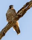 A Peregrine Falcon Perched on a Tree Branch