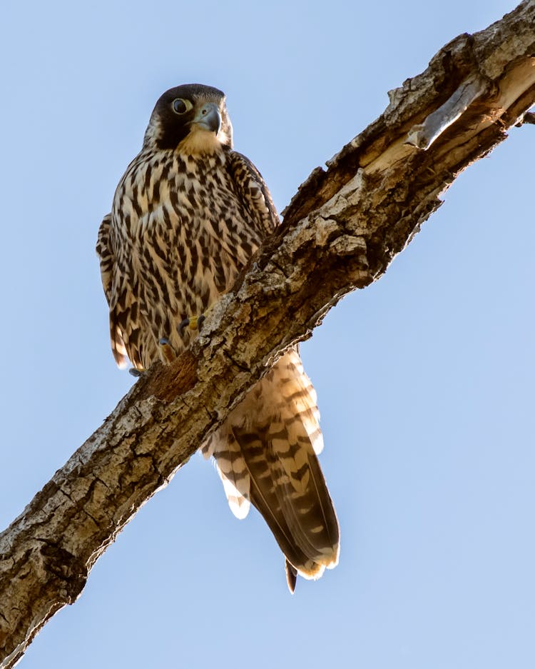 A Peregrine Falcon Perched On A Tree Branch