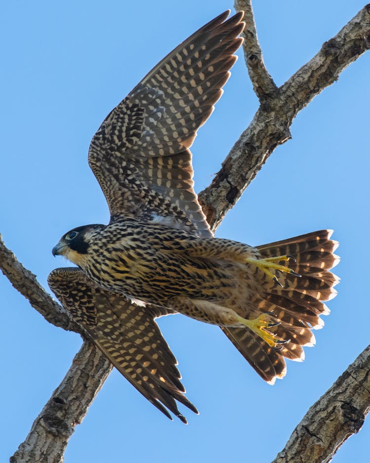 A Falcon Flying From A Tree Branch