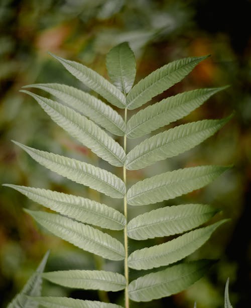 Branch of plant with green leaves on thin stem growing on blurred background of nature