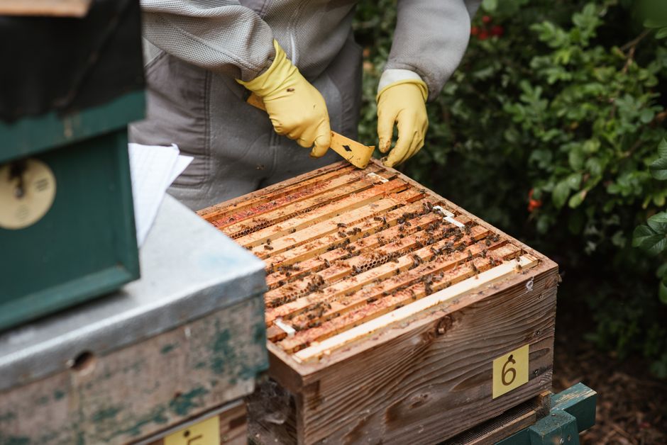 A farmer in protective gloves carefully harvesting fresh honey near a wooden hive