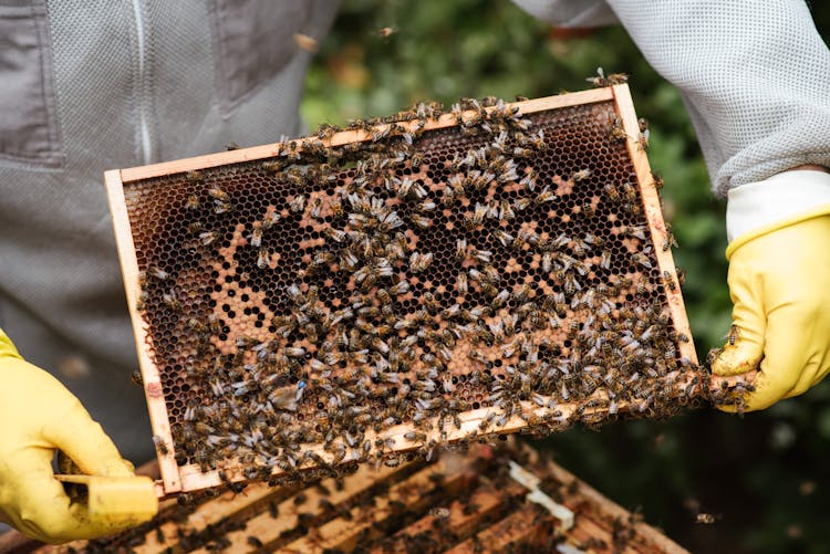 Crop Farmer Showing Honeycomb With Bees