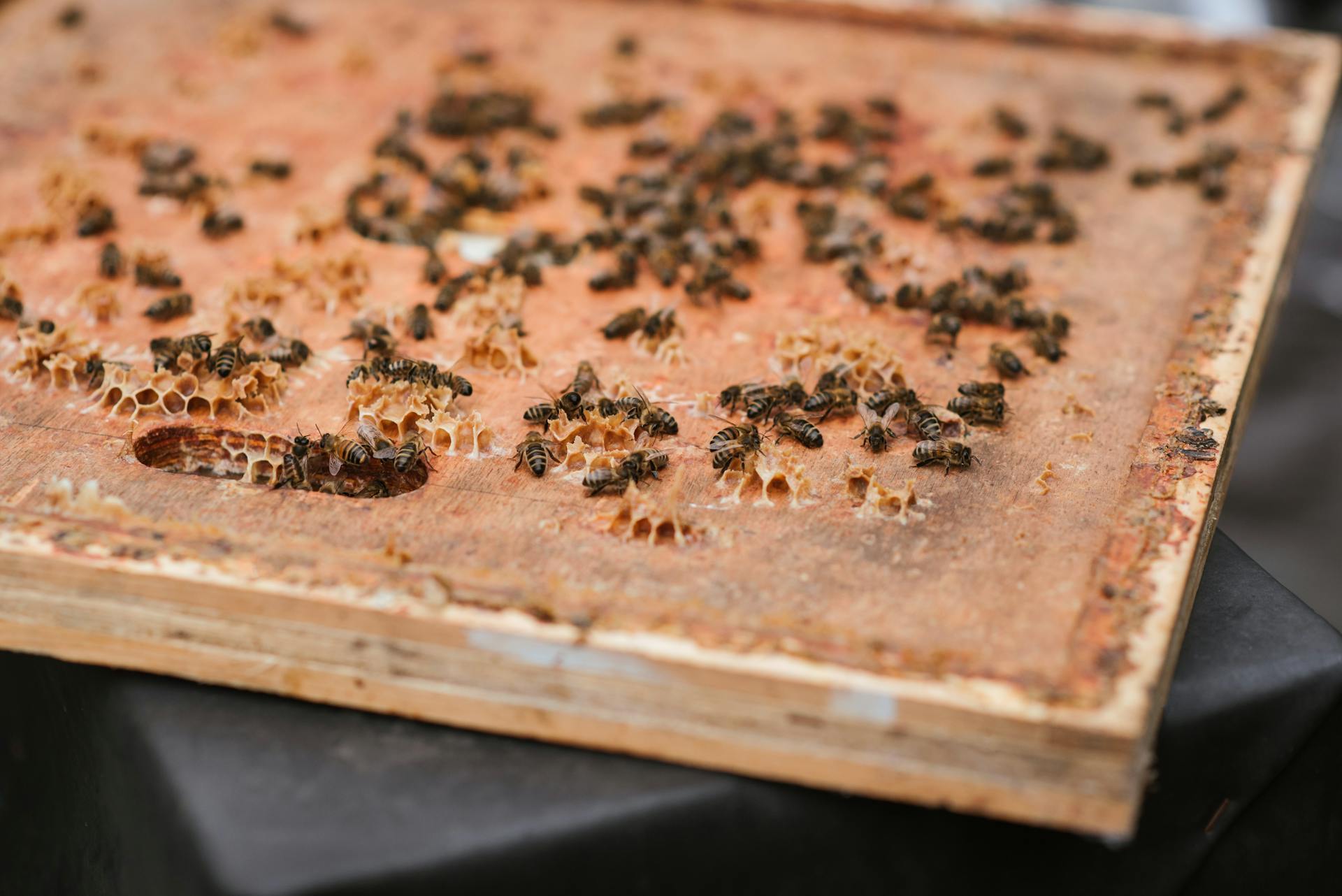 Wooden honeycomb with fresh honey and lots of bees on table in apiary