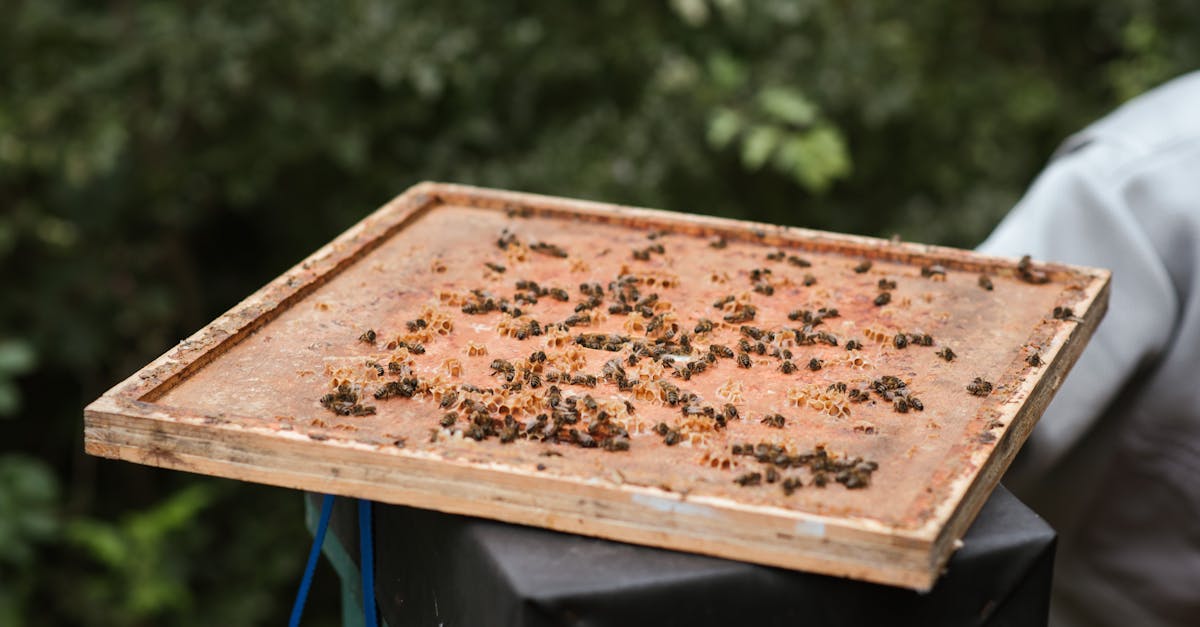 How to kill bees nest naturally
