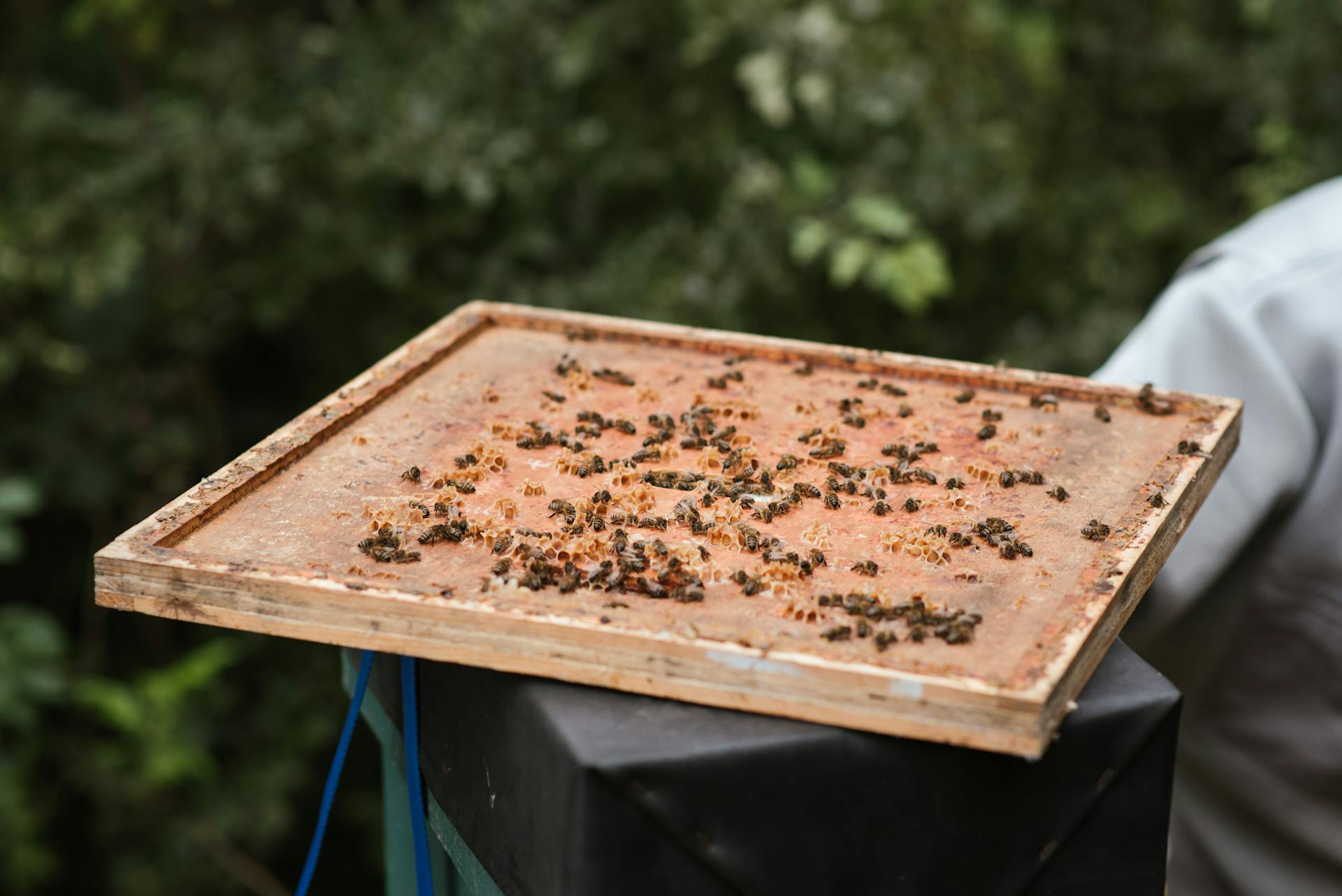 Bees on wooden honeycomb in apiary