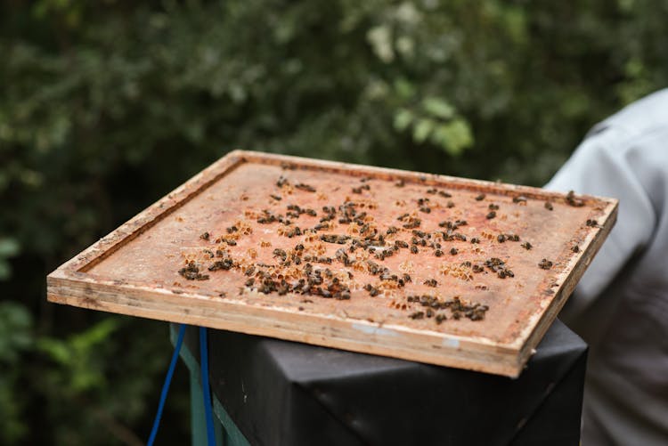 Bees On Wooden Honeycomb In Apiary