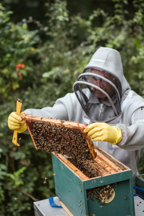 Concentrated male beekeeper in protective gloves and uniform holding honeycomb with bees while collecting honey in countryside yard