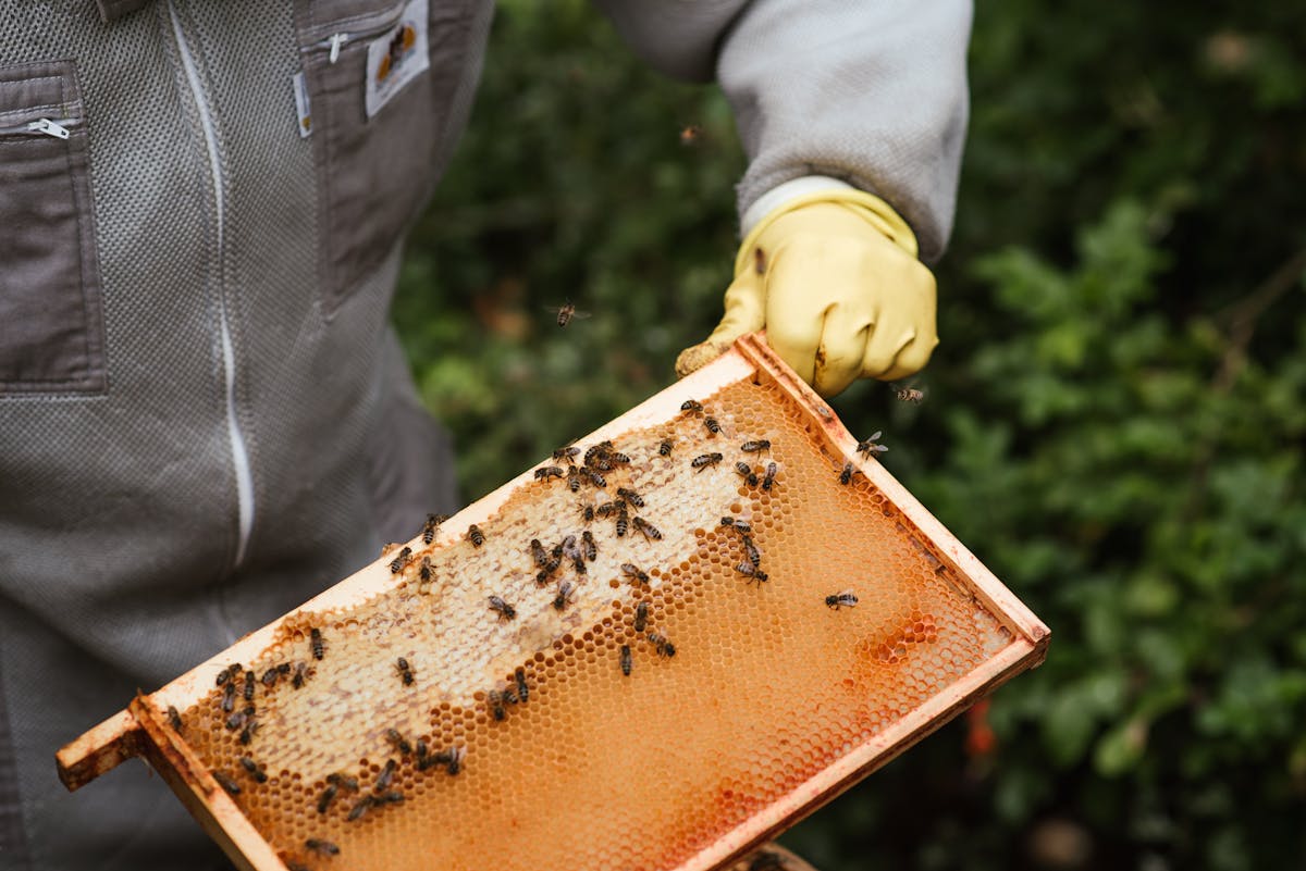 Crop unrecognizable farmer in protective gloves holding honeycomb with bees and honey while working in apiary