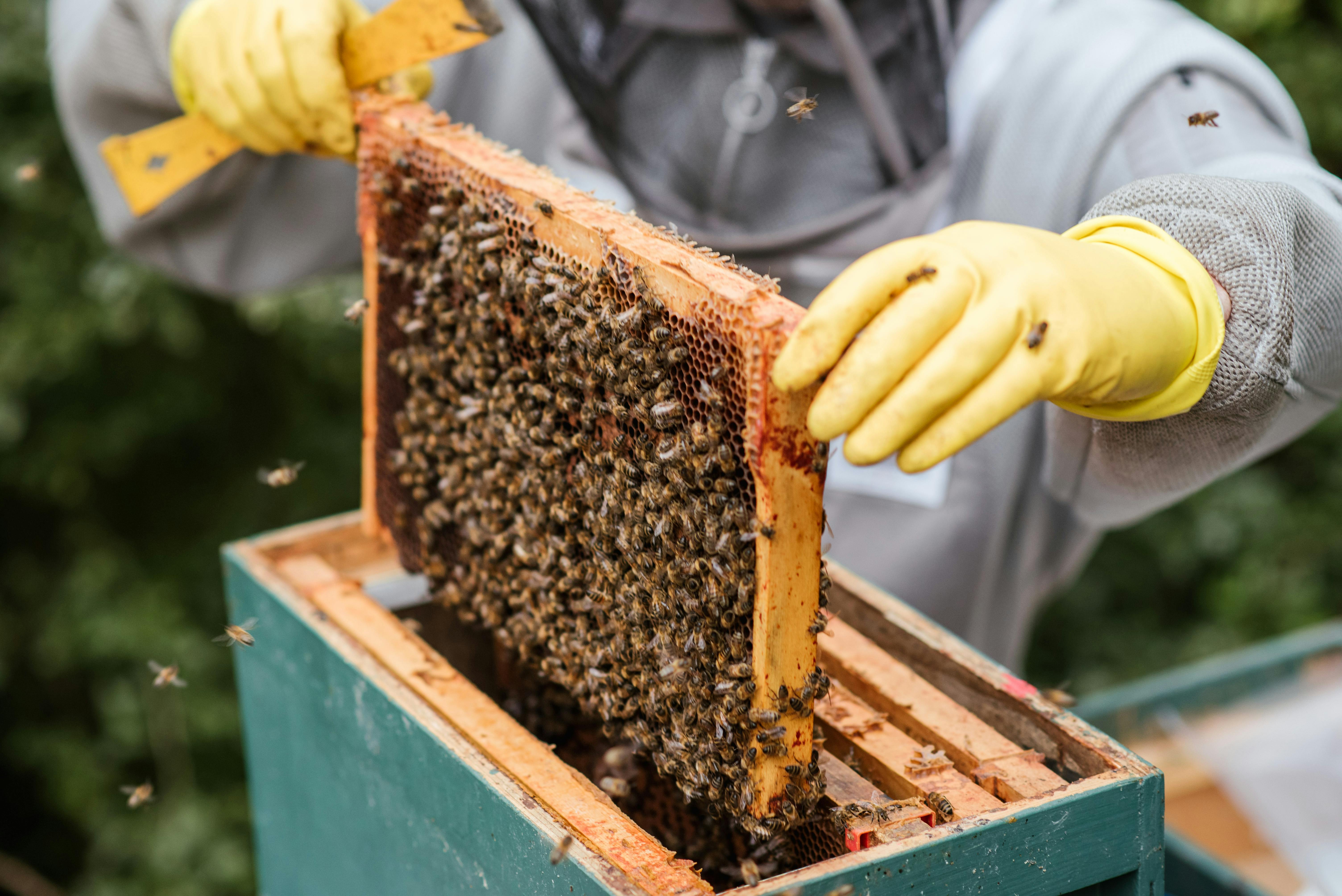 Nid D'abeilles à L'intérieur De La Ruche Avec Des Abeilles Au Travail Photo  stock - Image du ferme, fonctionnement: 111022066