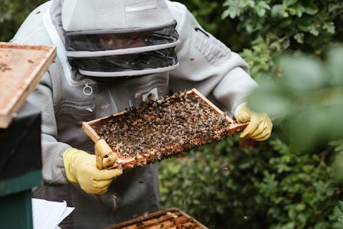 Crop unrecognizable farmer in uniform holding honeycomb with bees while working in countryside garden