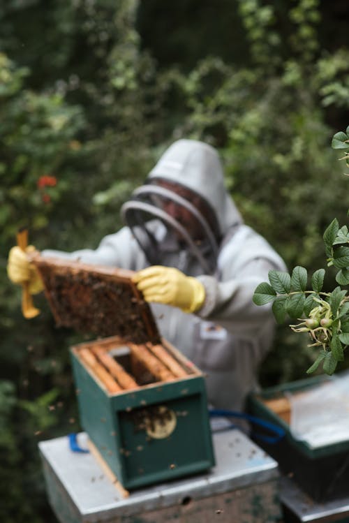 Unrecognizable beekeeper with honeycomb in garden