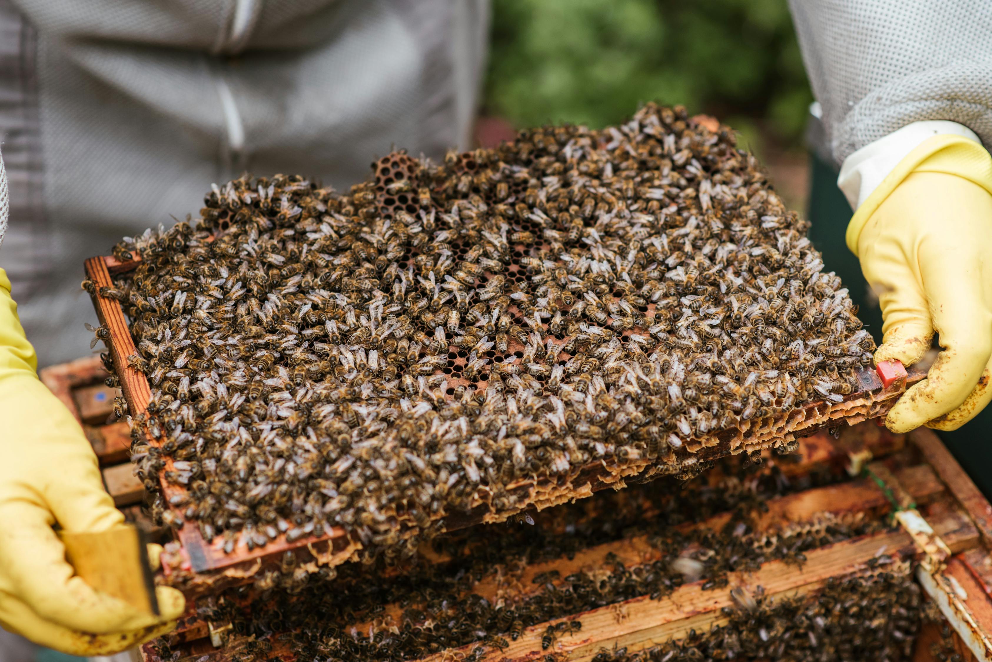 apiculteur-de-r-colte-montrant-nid-d-abeille-avec-des-abeilles-photo