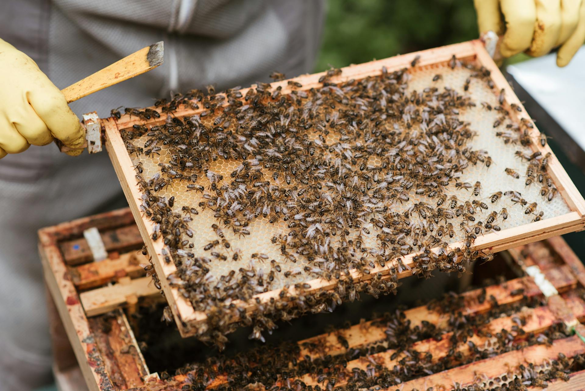 Crop anonymous beekeeper in gloves holding honeycomb with bees while working in apiary