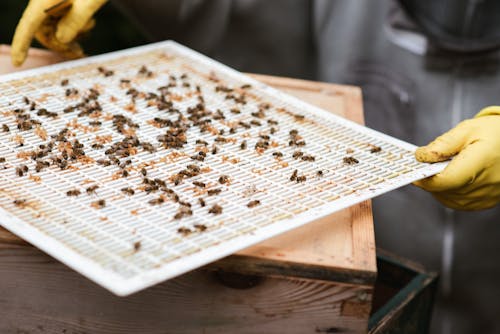 Crop farmer with cover from beehive