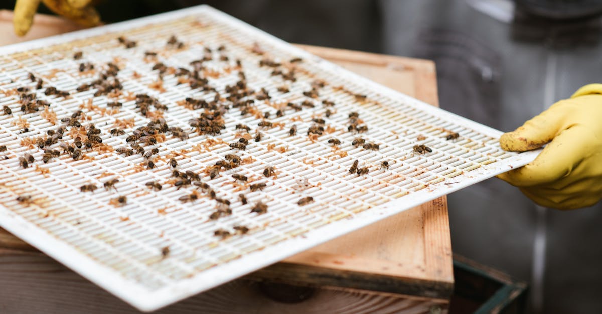 How to remove bees nest in the ground