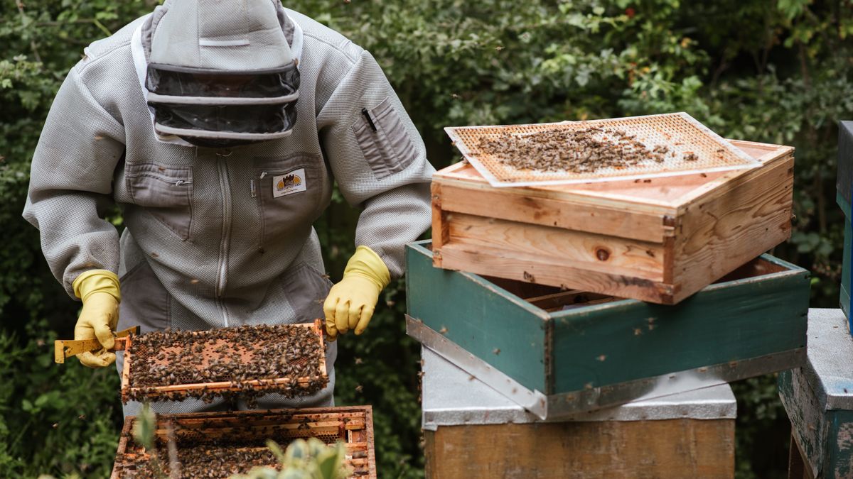 Les joyaux cachés de la gastronomie française : 5 régions à explorer en 2026