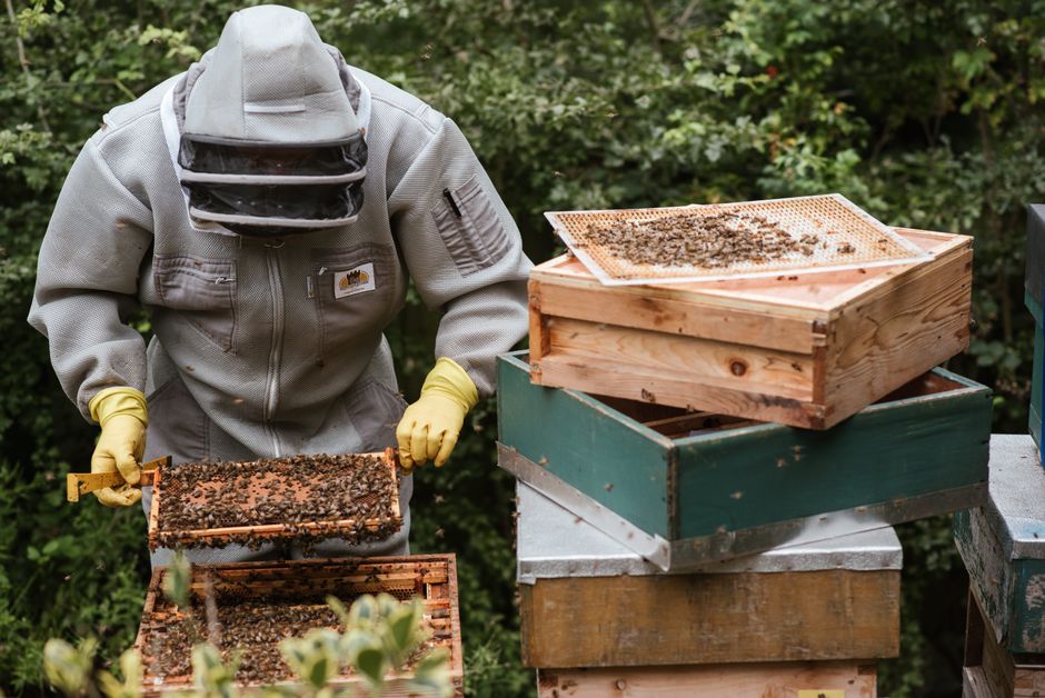 U.S. Coast Guard Veteran confidently harvesting honey from a frame, symbolizing successful transition and sustainable agriculture