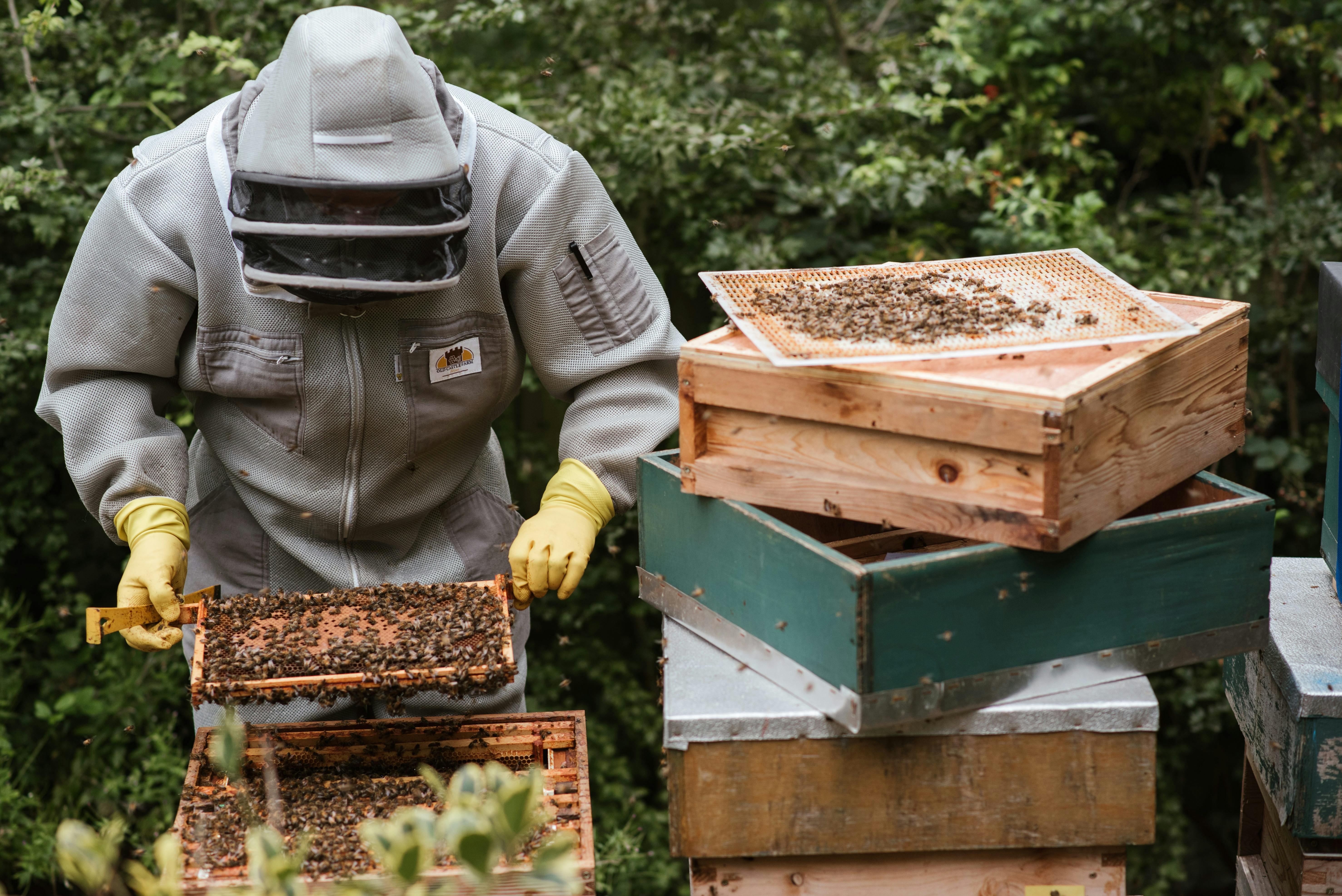 Beekeeper Photos, Download The BEST Free Beekeeper Stock Photos & HD Images