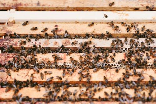 Kostenlos Bienen, Die Honig Auf Waben Im Hof Produzieren Stock-Foto