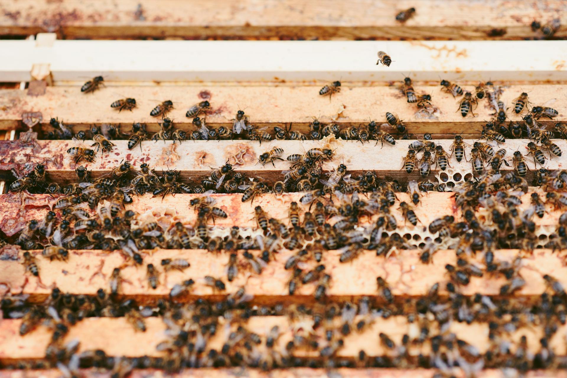 High angle of flack of bees on wooden beehive with honeycombs in apiary