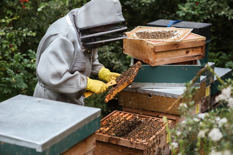 Unrecognizable Beekeeper Harvesting Honey In Apiary