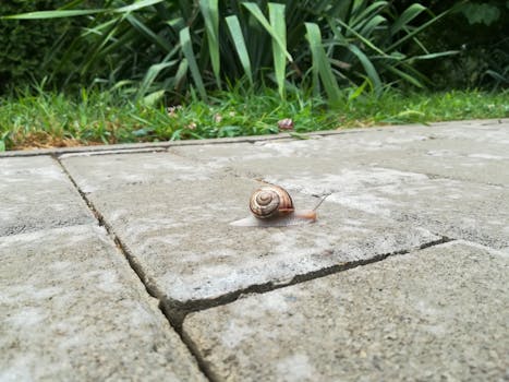 A snail crawling on a cobblestone path surrounded by greenery in Iasi, Romania.