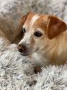 Brown and White Short Coated Dog on White Textile