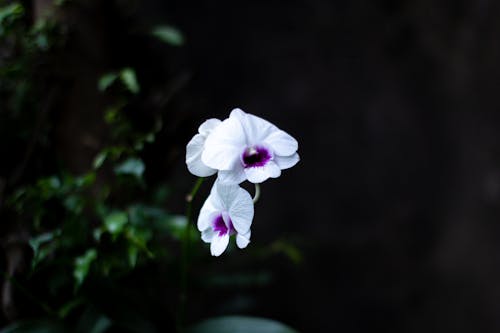 White and Purple Orchid Flowers in Close Up Photography